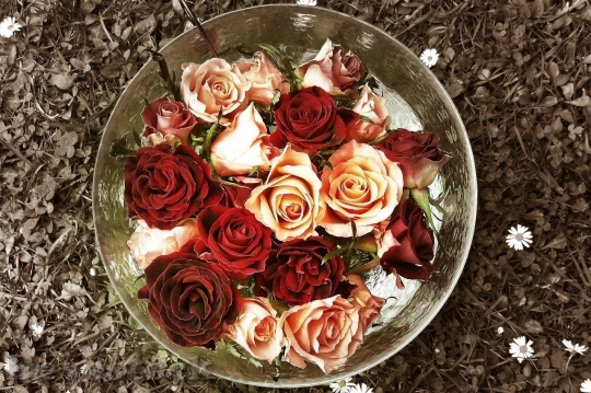 Devostock Beautiful red rose  (15)