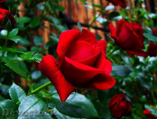 Devostock Beautiful red rose  (152)