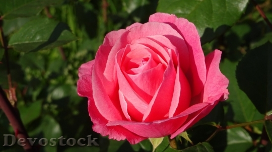 Devostock Beautiful red rose  (167)