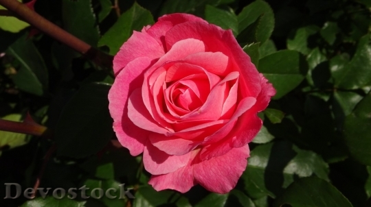 Devostock Beautiful red rose  (169)