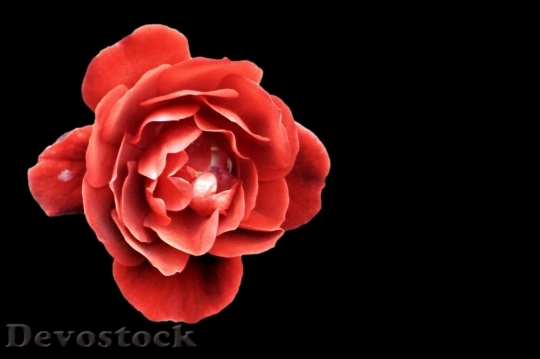 Devostock Beautiful red rose  (173)