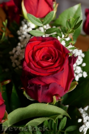 Devostock Beautiful red rose  (175)