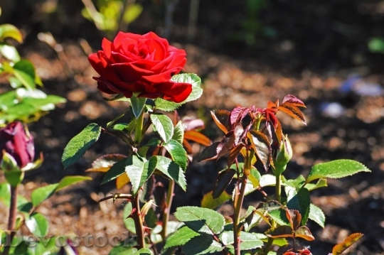 Devostock Beautiful red rose  (177)