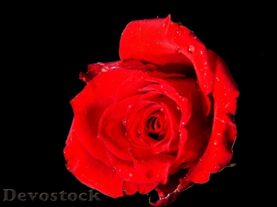 Devostock Beautiful red rose  (178)