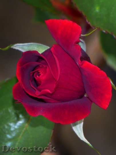 Devostock Beautiful red rose  (179)