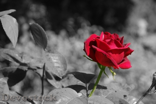 Devostock Beautiful red rose  (18)