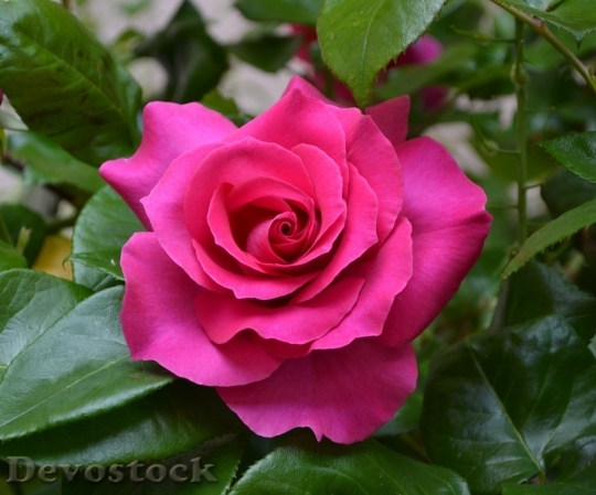 Devostock Beautiful red rose  (181)