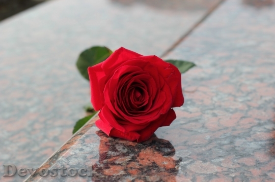 Devostock Beautiful red rose  (182)