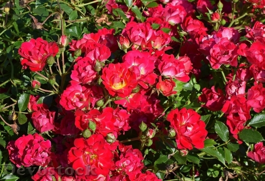 Devostock Beautiful red rose  (183)