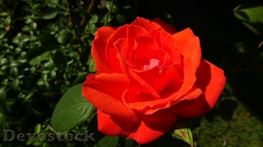 Devostock Beautiful red rose  (187)