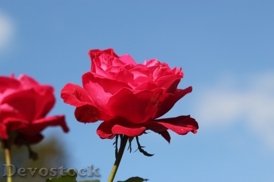 Devostock Beautiful red rose  (19)