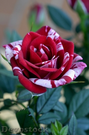 Devostock Beautiful red rose  (192)