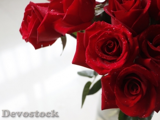 Devostock Beautiful red rose  (193)