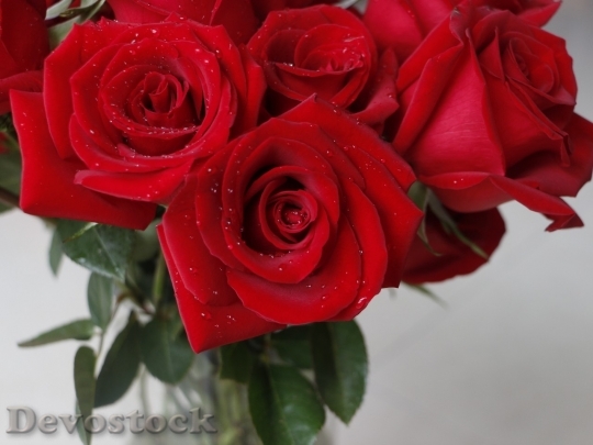 Devostock Beautiful red rose  (194)
