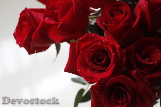 Devostock Beautiful red rose  (195)