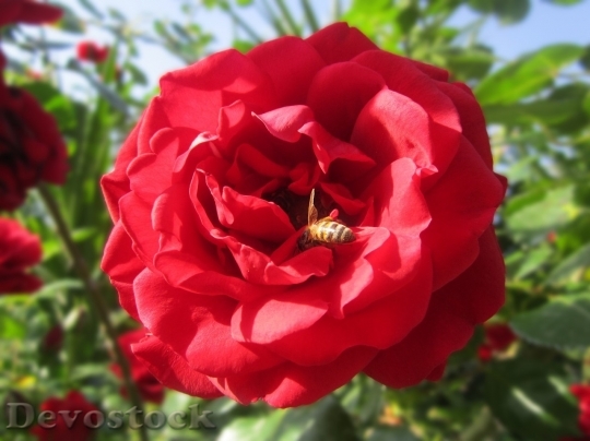 Devostock Beautiful red rose  (196)