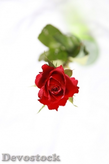 Devostock Beautiful red rose  (197)