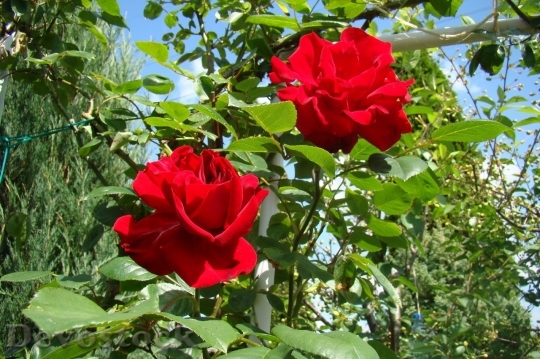 Devostock Beautiful red rose  (199)