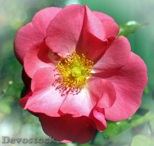 Devostock Beautiful red rose  (2)