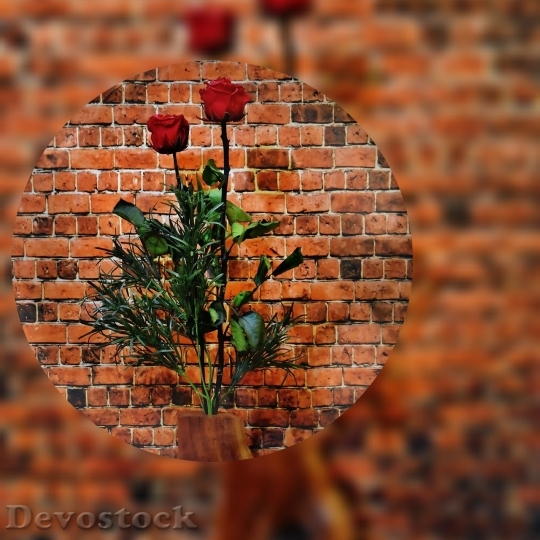 Devostock Beautiful red rose  (201)