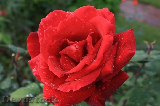 Devostock Beautiful red rose  (202)