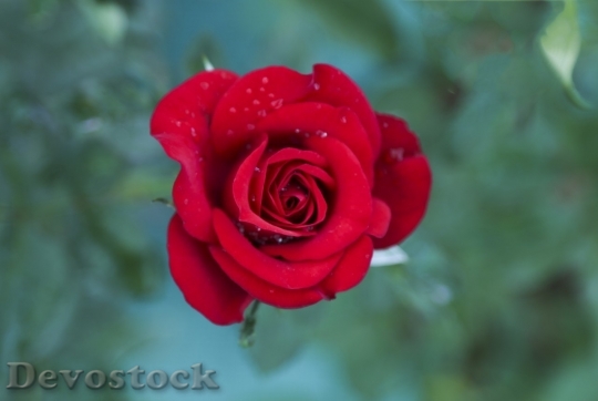 Devostock Beautiful red rose  (203)