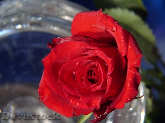 Devostock Beautiful red rose  (207)