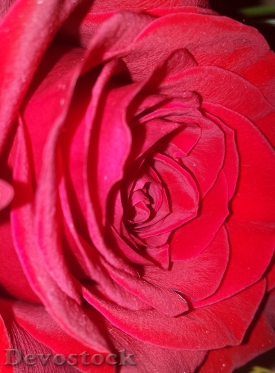 Devostock Beautiful red rose  (209)