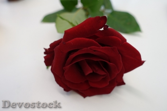 Devostock Beautiful red rose  (220)