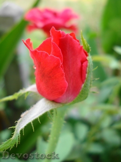 Devostock Beautiful red rose  (221)