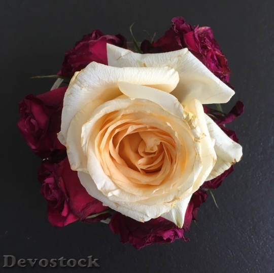 Devostock Beautiful red rose  (225)