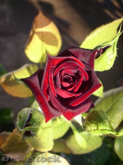 Devostock Beautiful red rose  (228)