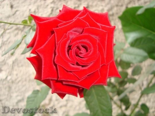 Devostock Beautiful red rose  (236)