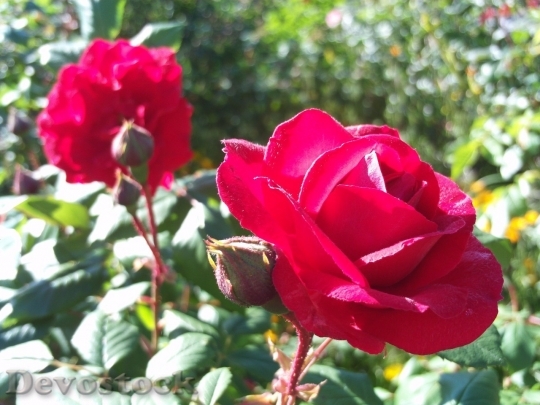 Devostock Beautiful red rose  (255)