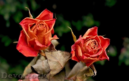 Devostock Beautiful red rose  (266)