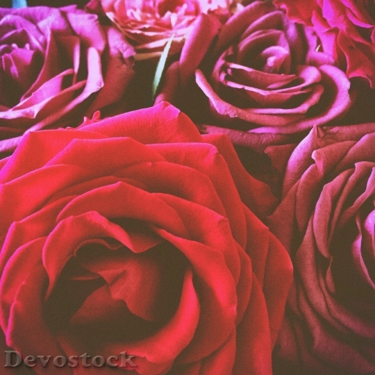 Devostock Beautiful red rose  (269)