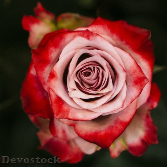 Devostock Beautiful red rose  (270)