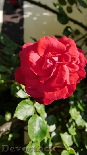 Devostock Beautiful red rose  (273)