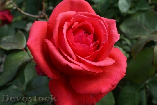 Devostock Beautiful red rose  (277)