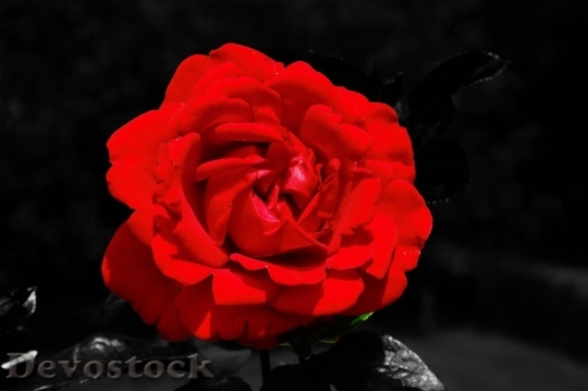 Devostock Beautiful red rose  (295)