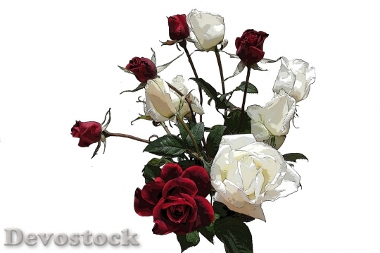 Devostock Beautiful red rose  (296)