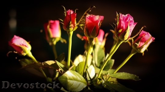 Devostock Beautiful red rose  (3)