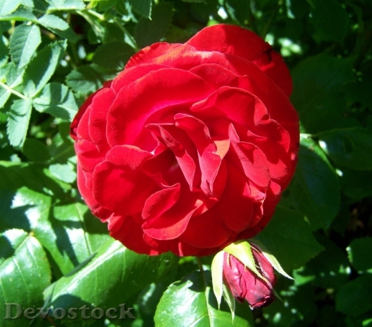Devostock Beautiful red rose  (300)