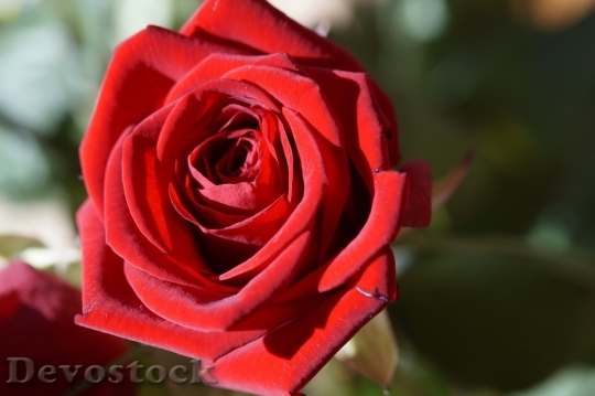 Devostock Beautiful red rose  (31)