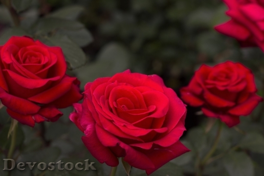Devostock Beautiful red rose  (321)