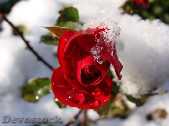 Devostock Beautiful red rose  (323)