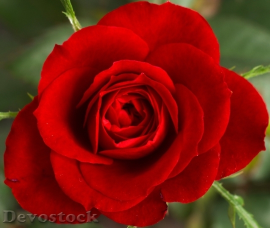 Devostock Beautiful red rose  (324)