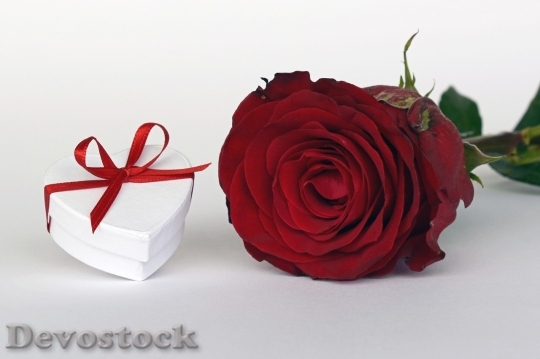 Devostock Beautiful red rose  (330)