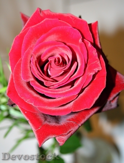 Devostock Beautiful red rose  (331)