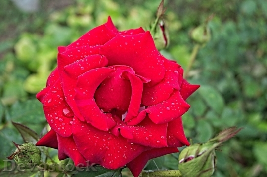 Devostock Beautiful red rose  (336)